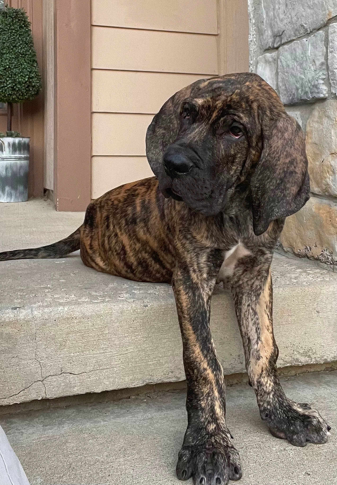 Samson