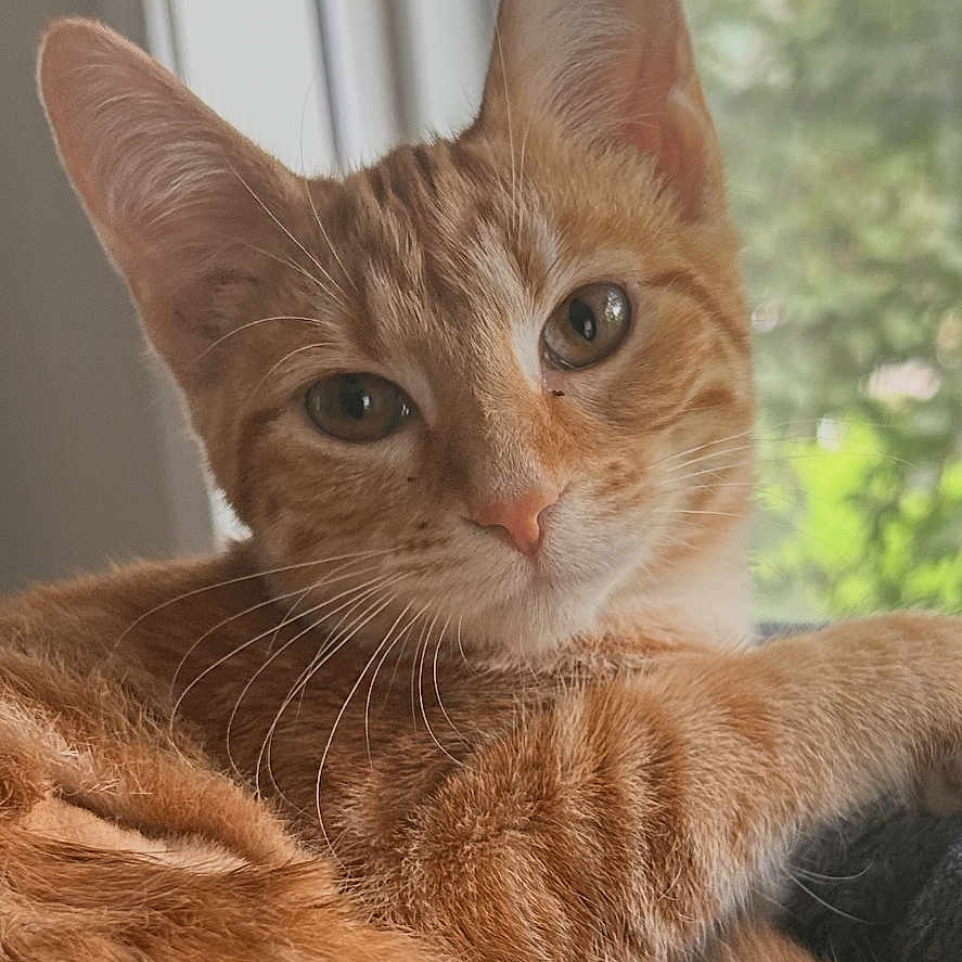 Sophie