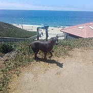 Simba is registered to the contest to win money with this photo: dog, beach, ocean, sky, sand, grass, house, path, outdoor, daytime, pet, nature, water, coast, animal, collar, sunlight, shadow, landscape, fence