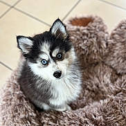 Baila a rejoint le concours — aidez-le/la à gagner de superbes lots ! puppy, dog, husky, blue_eyes, fluffy, pet_bed, indoor, tile_floor, cute, young, animal, small, fur, looking_up, cozy, domestic_animal, companion, adorable, sitting, curious