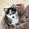 puppy, dog, husky, blue_eyes, fluffy, pet_bed, indoor, tile_floor, cute, young, animal, small, fur, looking_up, cozy, domestic_animal, companion, adorable, sitting, curious