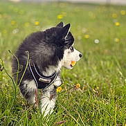 Baila participe au concours pour gagner de l'argent avec cette photo : animal, black_and_white, cute, daytime, dog, field, flora, flower, fur, grass, greenery, harness, nature, outdoor, pet, playful, puppy, side_view, small, young