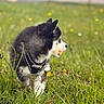 puppy, dog, grass, flower, nature, outdoor, pet, animal, young, black_and_white, harness, cute, playful, greenery, field, daytime, flora, small, fur, side_view