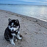 Baila participe au concours pour gagner de l'argent avec cette photo : puppy, dog, siberian_husky, beach, sand, water, sky, clouds, blue_eyes, fur, animal, outdoor, young, cute, pet, nature, calm, serene, sitting, curious