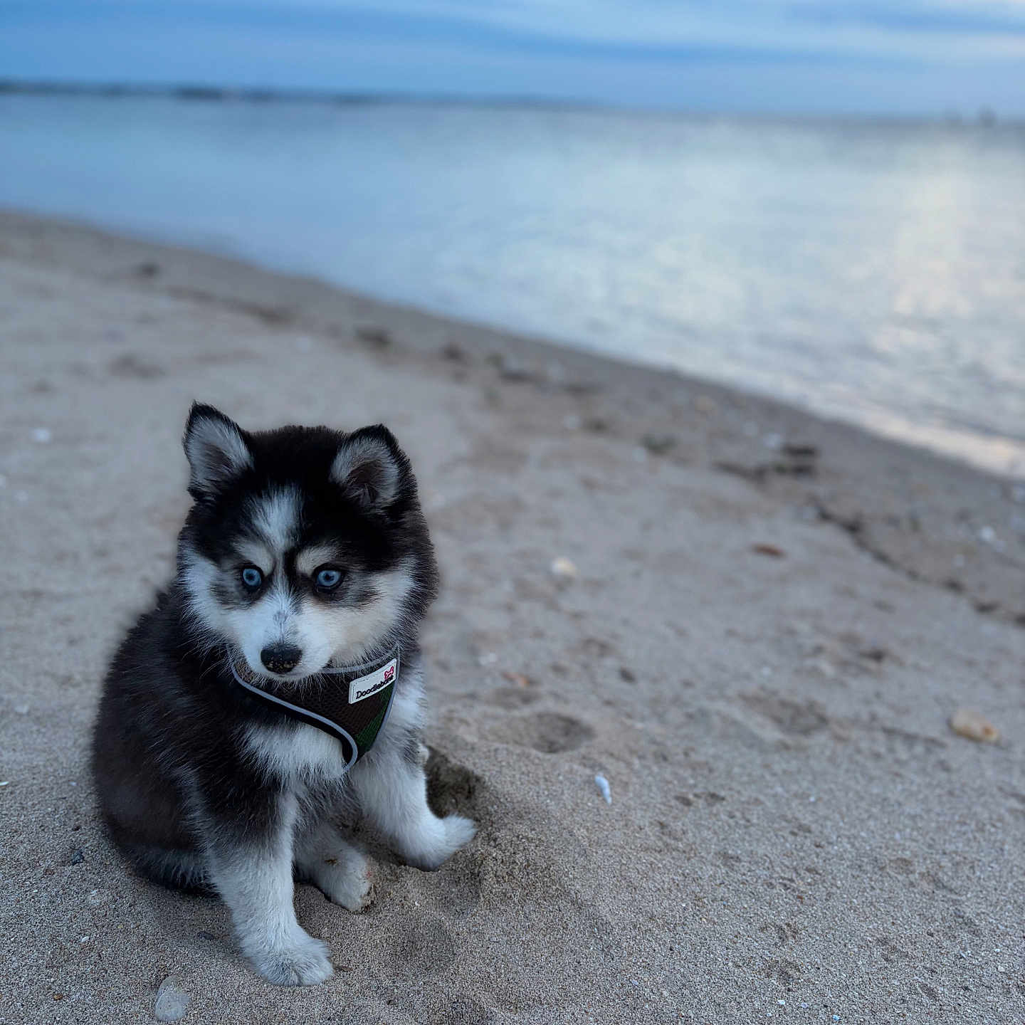 Baila participe au concours pour gagner de l'argent avec cette photo : puppy, dog, siberian_husky, beach, sand, water, sky, clouds, blue_eyes, fur, animal, outdoor, young, cute, pet, nature, calm, serene, sitting, curious