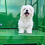 dog, white_dog, fluffy, happy, pet, animal, standing, green_background, metal_surface, mouth_open, cute, small_dog, fur, outdoor, joyful, portrait, canine, friendly, playful, companion