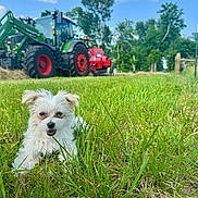 Bo Duke joined the competition — help win amazing prizes! puppy, dog, grass, field, tractor, farm_equipment, trees, sky, clouds, outdoor, sunny, nature, rural, green, red, happy, animal, cute, pet, landscape