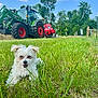 puppy, dog, grass, field, tractor, farm_equipment, trees, sky, clouds, outdoor, sunny, nature, rural, green, red, happy, animal, cute, pet, landscape