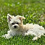 dog, puppy, white_fur, grass, outdoor, sunlight, animal, pet, cute, relaxed, fluffy, nature, green, lying_down, young_dog, mammal, ears, small_dog, adorable, summer