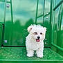 puppy, dog, white_fur, tongue_out, metal_platform, green_background, outdoor, pet, cute, small_dog, fluffy, happy, animal, standing, young_dog, playful, closeup, portrait, daylight, canine