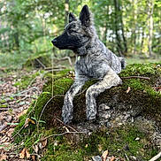 Alpha participe au concours pour gagner de l'argent avec cette photo : dog, animal, forest, nature, moss, tree_stump, outdoor, brindle_coat, leaves, greenery, canine, alert, wildlife, pet, fur, woodland, scenery, daylight, sitting, natural