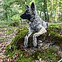 dog, animal, forest, nature, moss, tree_stump, outdoor, brindle_coat, leaves, greenery, canine, alert, wildlife, pet, fur, woodland, scenery, daylight, sitting, natural