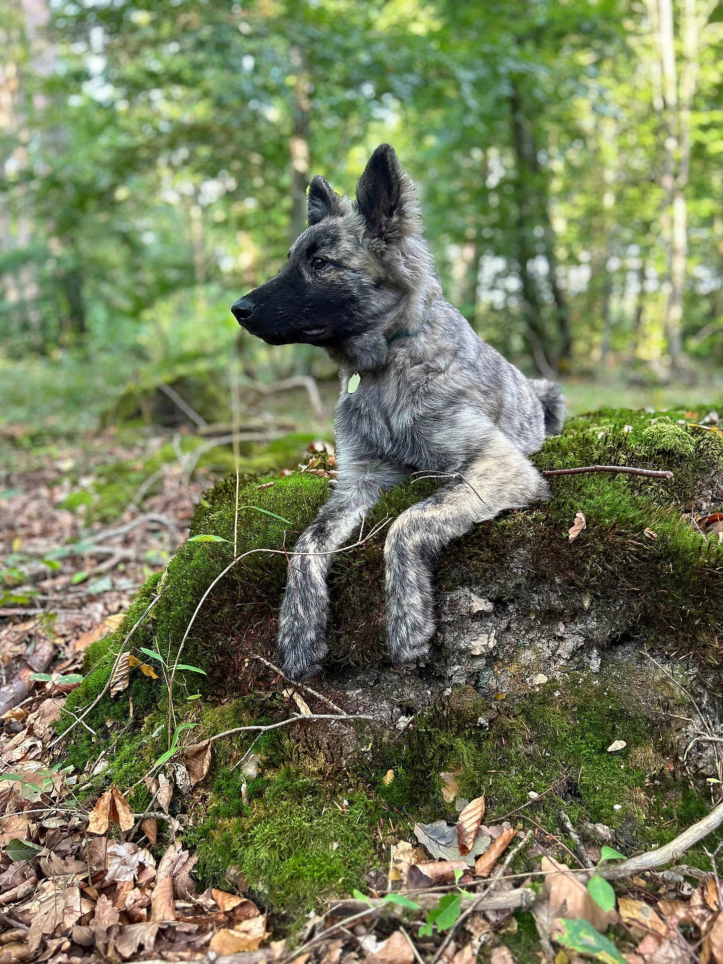 Alpha participe au concours pour gagner de l'argent avec cette photo : dog, animal, forest, nature, moss, tree_stump, outdoor, brindle_coat, leaves, greenery, canine, alert, wildlife, pet, fur, woodland, scenery, daylight, sitting, natural