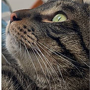 Rio participe au concours pour gagner de l'argent avec cette photo : animal, cat, close_up, curious, cute, domestic_animal, face, feline, fur, green_eye, indoor, looking_up, mammal, pet, portrait, profile, soft_light, tabby, texture, whiskers