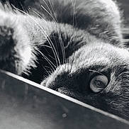 Siya participe au concours pour gagner de l'argent avec cette photo : cat, close_up, black_and_white, whiskers, eye, fur, pet, animal, mystery, texture, portrait, soft_light, shadow, curious, indoor, feline, macro, focus, intimate, peeking