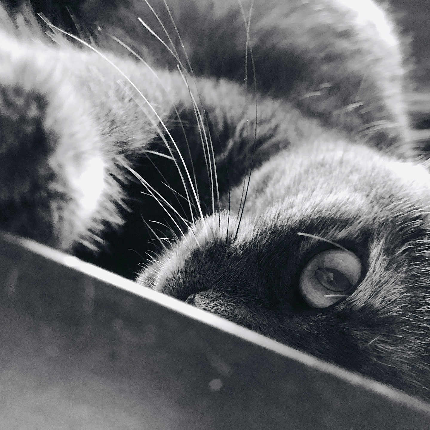 Siya participe au concours pour gagner de l'argent avec cette photo : animal, black_and_white, cat, close_up, curious, eye, feline, focus, fur, indoor, intimate, macro, mystery, peeking, pet, portrait, shadow, soft_light, texture, whiskers