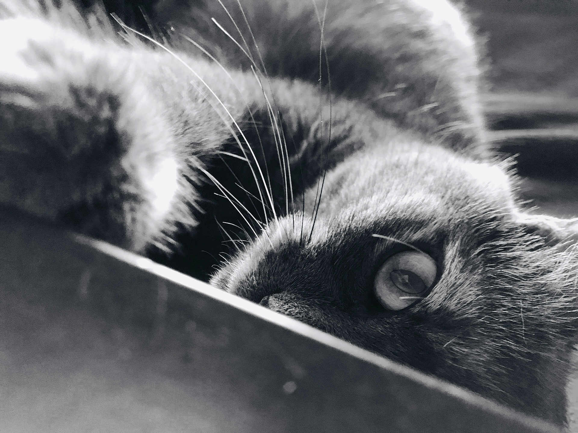 Siya participe au concours pour gagner de l'argent avec cette photo : cat, close_up, black_and_white, whiskers, eye, fur, pet, animal, mystery, texture, portrait, soft_light, shadow, curious, indoor, feline, macro, focus, intimate, peeking