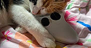 Juniper joined the competition — help win amazing prizes! cat, calico, sleeping, video_game_controller, floral_blanket, bedroom, cute, pet, animal, cozy, resting, paw, whiskers, colorful, indoor, soft, closeup, relaxed, companion, nap