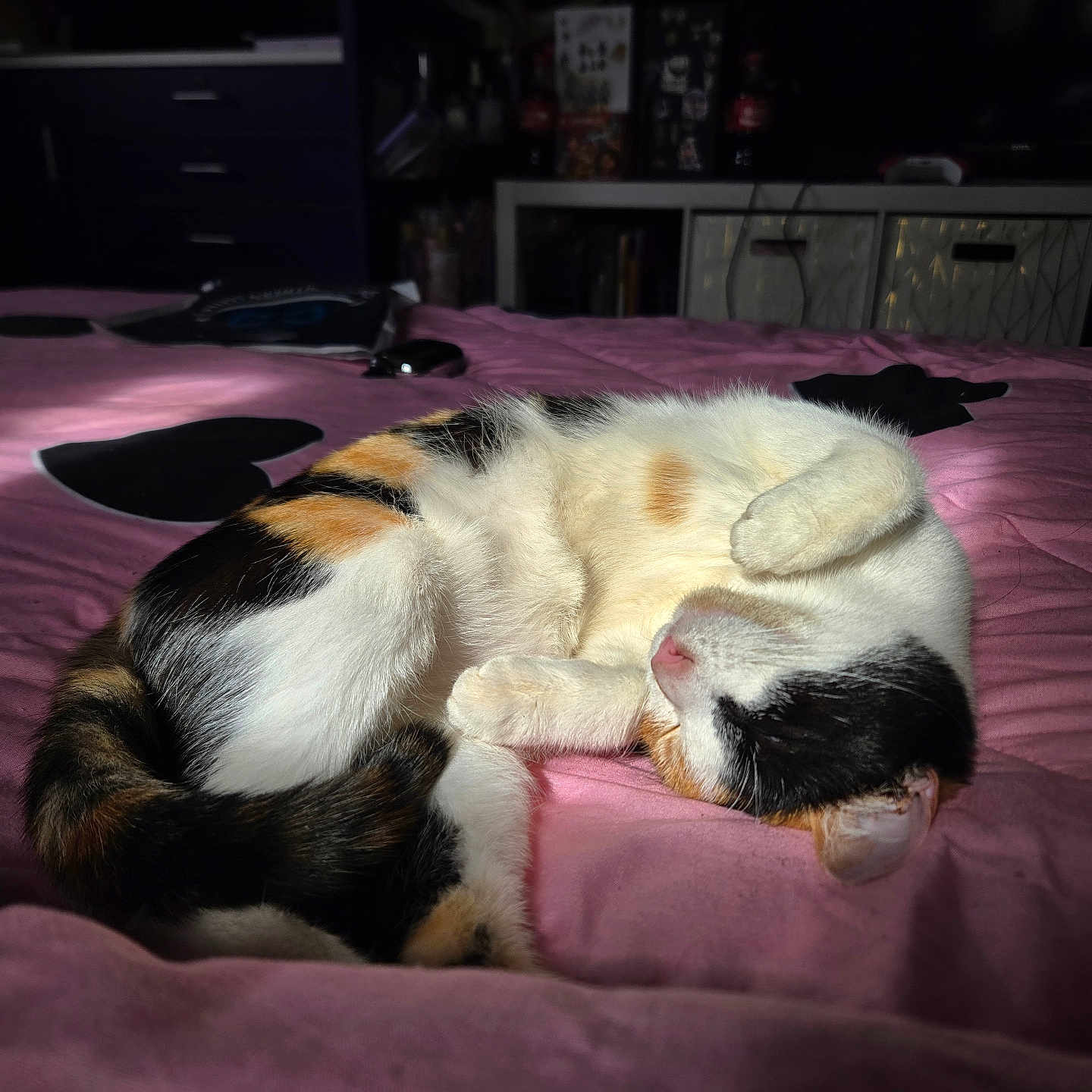 Juniper is registered to the contest to win money with this photo: cat, calico_cat, sleeping, bed, pink_bedspread, heart_shapes, sunlight, indoor, feline, pet, cozy, resting, fur, animal, cute, domestic_cat, relaxed, curled_up, quiet, shadow