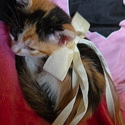 Juniper is registered to the contest to win money with this photo: kitten, cat, calico, ribbon, bow, blanket, pink, black, white, fur, animal, pet, cute, sleeping, cozy, soft, small, resting, indoor, domestic