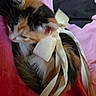 kitten, cat, calico, ribbon, bow, blanket, pink, black, white, fur, animal, pet, cute, sleeping, cozy, soft, small, resting, indoor, domestic