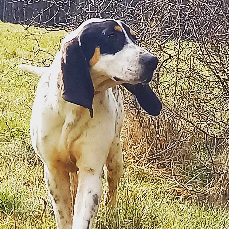 Rosco