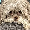 dog, fluffy, brown_eyes, peeking, chair, gray_fabric, indoor, cozy, resting, cute, pet, fur, portrait, animal, living_room, blanket, close_up, relaxed, home, curious