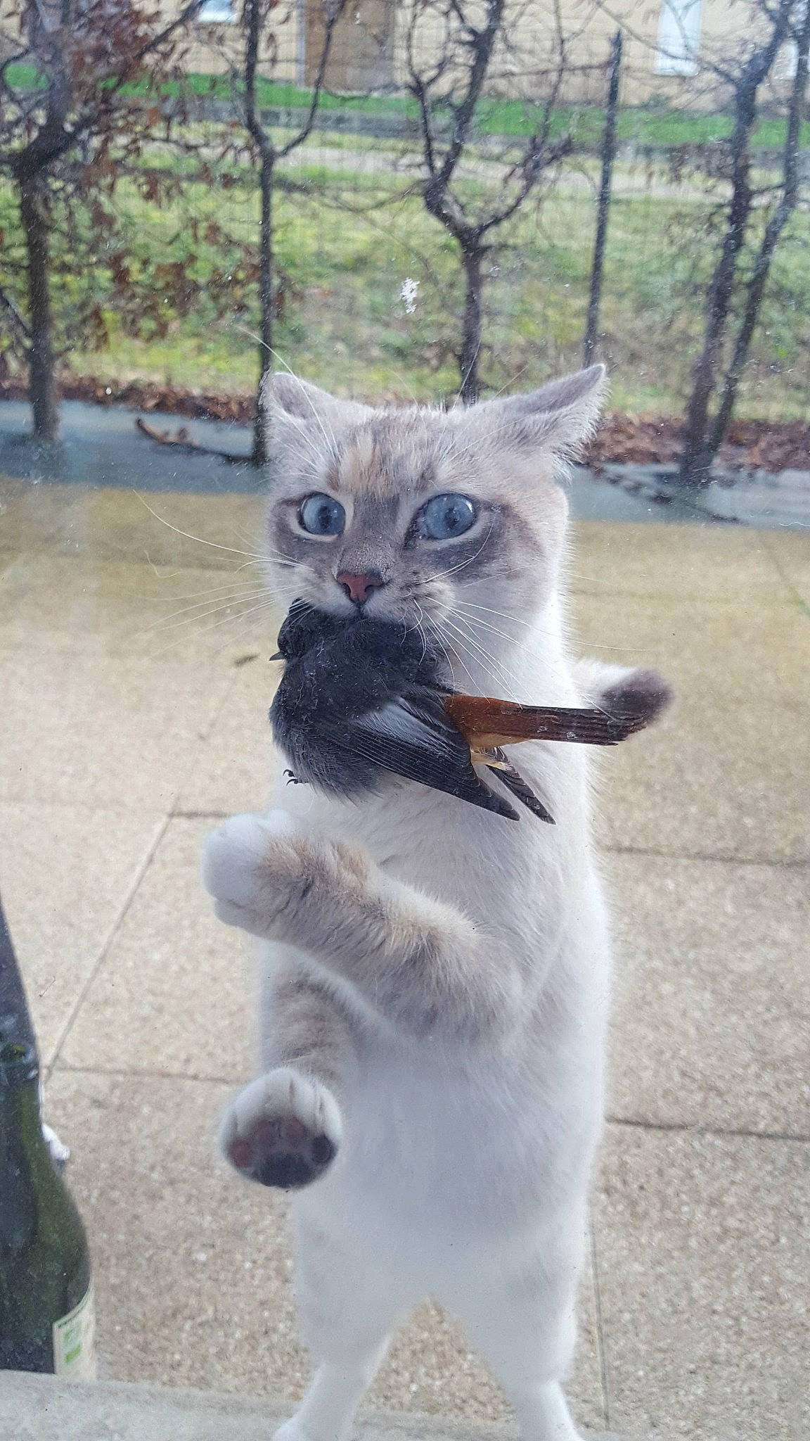 Moona a rejoint le concours — aidez-le/la à gagner de superbes lots ! aegean_cat, asian, british_shorthair, burmilla, carnivore, cat, domestic_short_haired_cat, european_shorthair, eye, fawn, felidae, fur, kitten, mammal, ojos_azules, polydactyl_cat, small_to_medium_sized_cats, tail, thai, whiskers