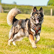Bear joined the competition — help win amazing prizes! active, animal, canine, collar, daylight, dog, ears, field, fur, grass, happy, muzzle, nature, outdoor, pet, playful, running, summer, tail, tongue_out