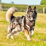 active, animal, canine, collar, daylight, dog, ears, field, fur, grass, happy, muzzle, nature, outdoor, pet, playful, running, summer, tail, tongue_out