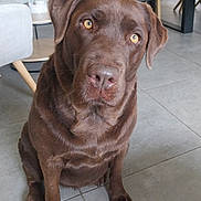 Maya a rejoint le concours — aidez-le/la à gagner de superbes lots ! dog, labrador, chocolate_labrador, pet, indoor, floor, tile, animal, canine, sitting, looking_up, brown_fur, eyes, nose, ears, domestic_animal, house, furniture, chair, table