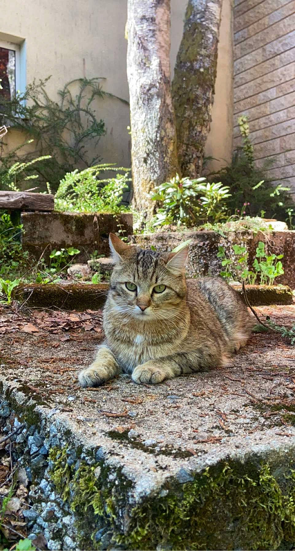 Meinteix participe au concours pour gagner de l'argent avec cette photo : carnivore, cat, domestic_short_haired_cat, fawn, felidae, fur, grass, groundcover, plant, road_surface, sitting, small_to_medium_sized_cats, snout, tail, terrestrial_animal, tree, trunk, whiskers, wildlife, wood