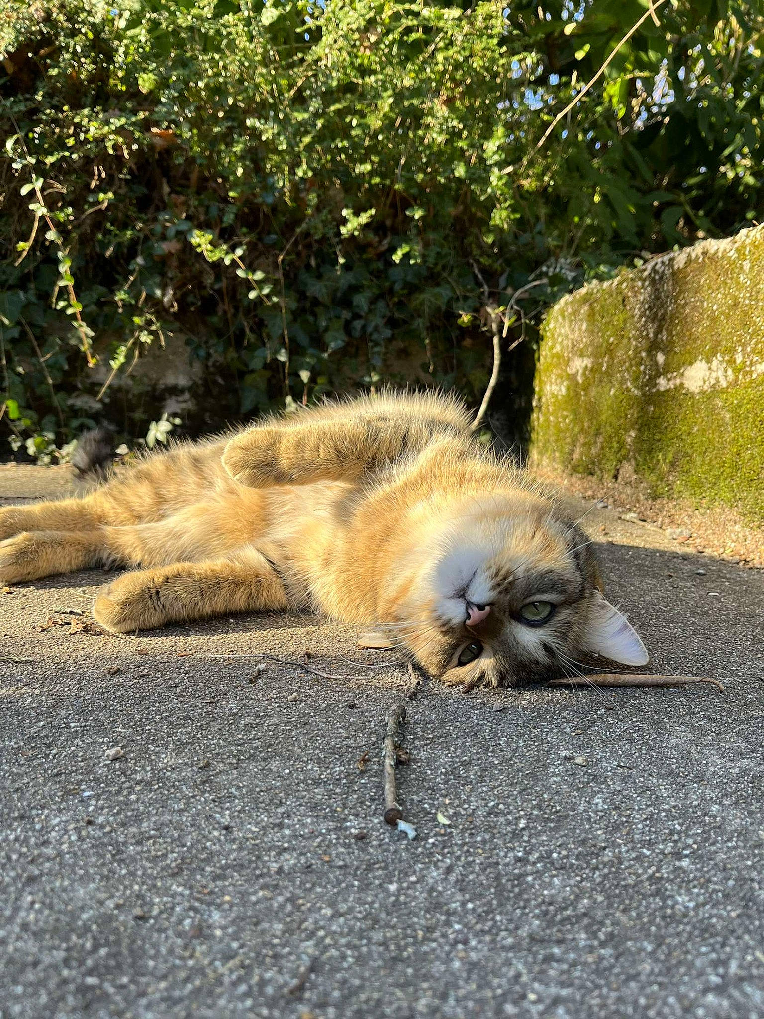 Meinteix a rejoint le concours — aidez-le/la à gagner de superbes lots ! asphalt, canidae, carnivore, cat, domestic_short_haired_cat, fawn, felidae, grass, plant, road, road_surface, sand, small_to_medium_sized_cats, snout, soil, sporting_group, tail, terrestrial_animal, whiskers, wood