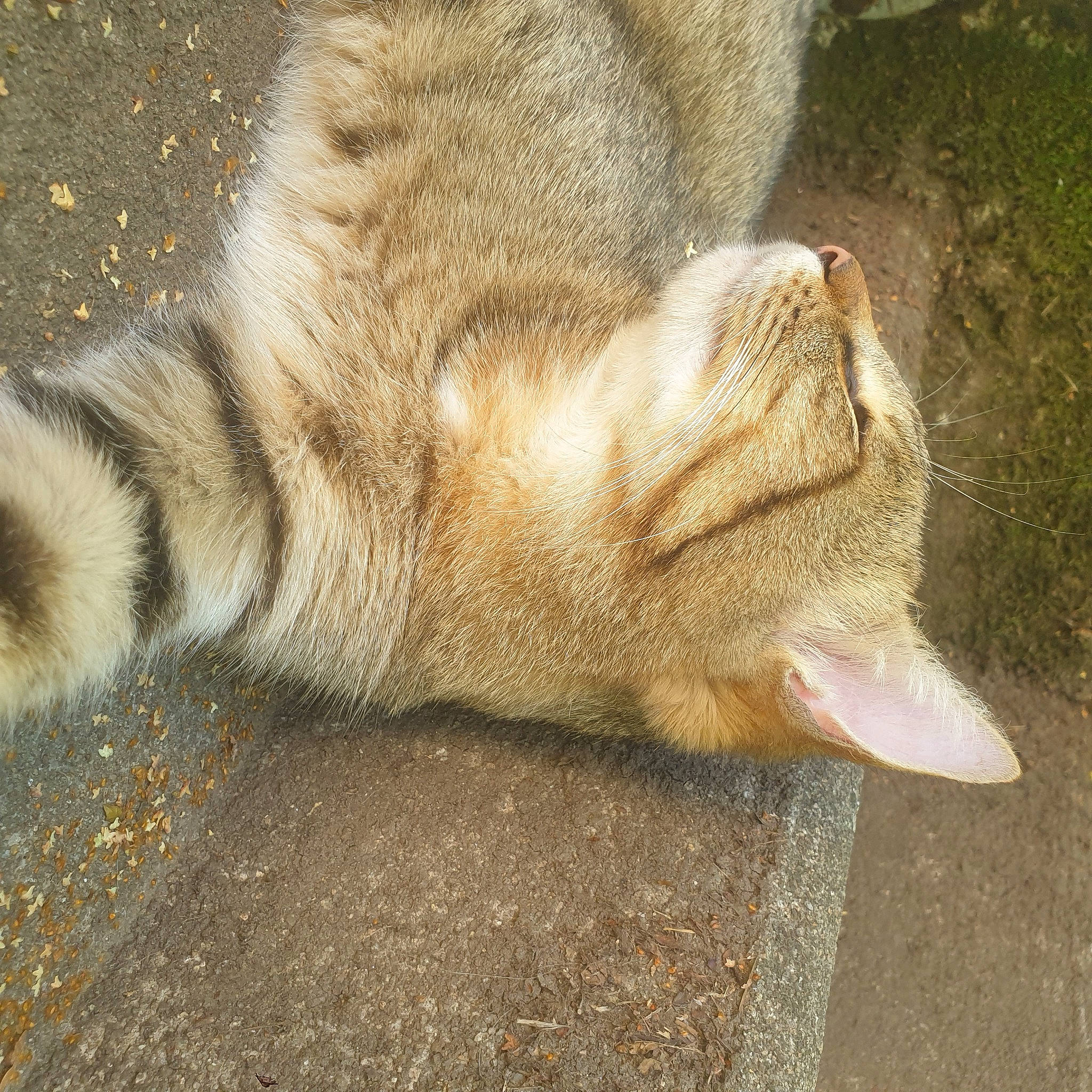 Meinteix participe au concours pour gagner de l'argent avec cette photo : big_cats, canidae, carnivore, claw, domestic_short_haired_cat, fawn, felidae, fish, foot, fur, human_leg, paw, small_to_medium_sized_cats, snout, sporting_group, tail, terrestrial_animal, whiskers, wildlife, wood