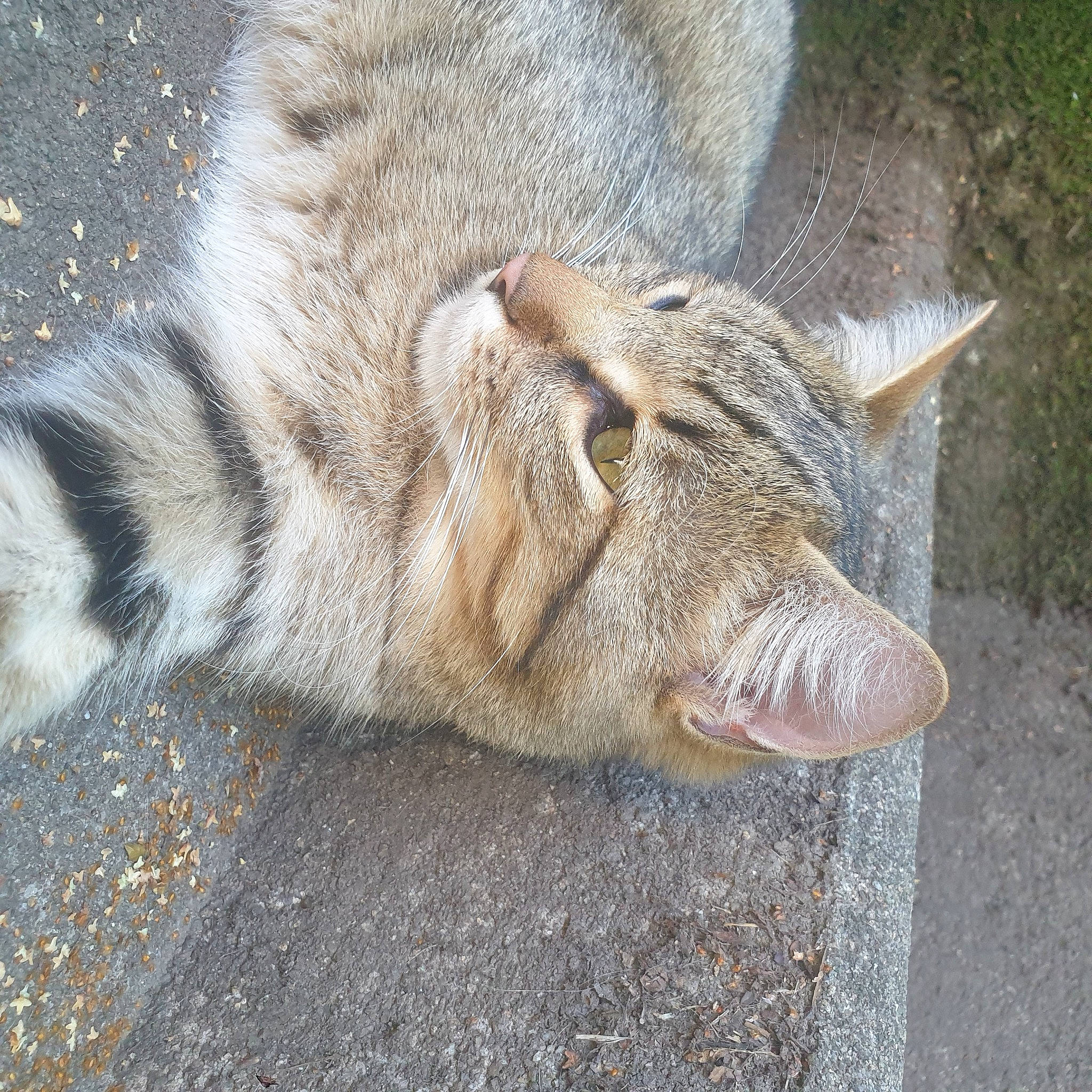 Meinteix participe au concours pour gagner de l'argent avec cette photo : carnivore, cat, claw, domestic_short_haired_cat, eye, fawn, felidae, foot, fur, grass, paw, sleep, small_to_medium_sized_cats, snout, tail, terrestrial_animal, whiskers, wildlife