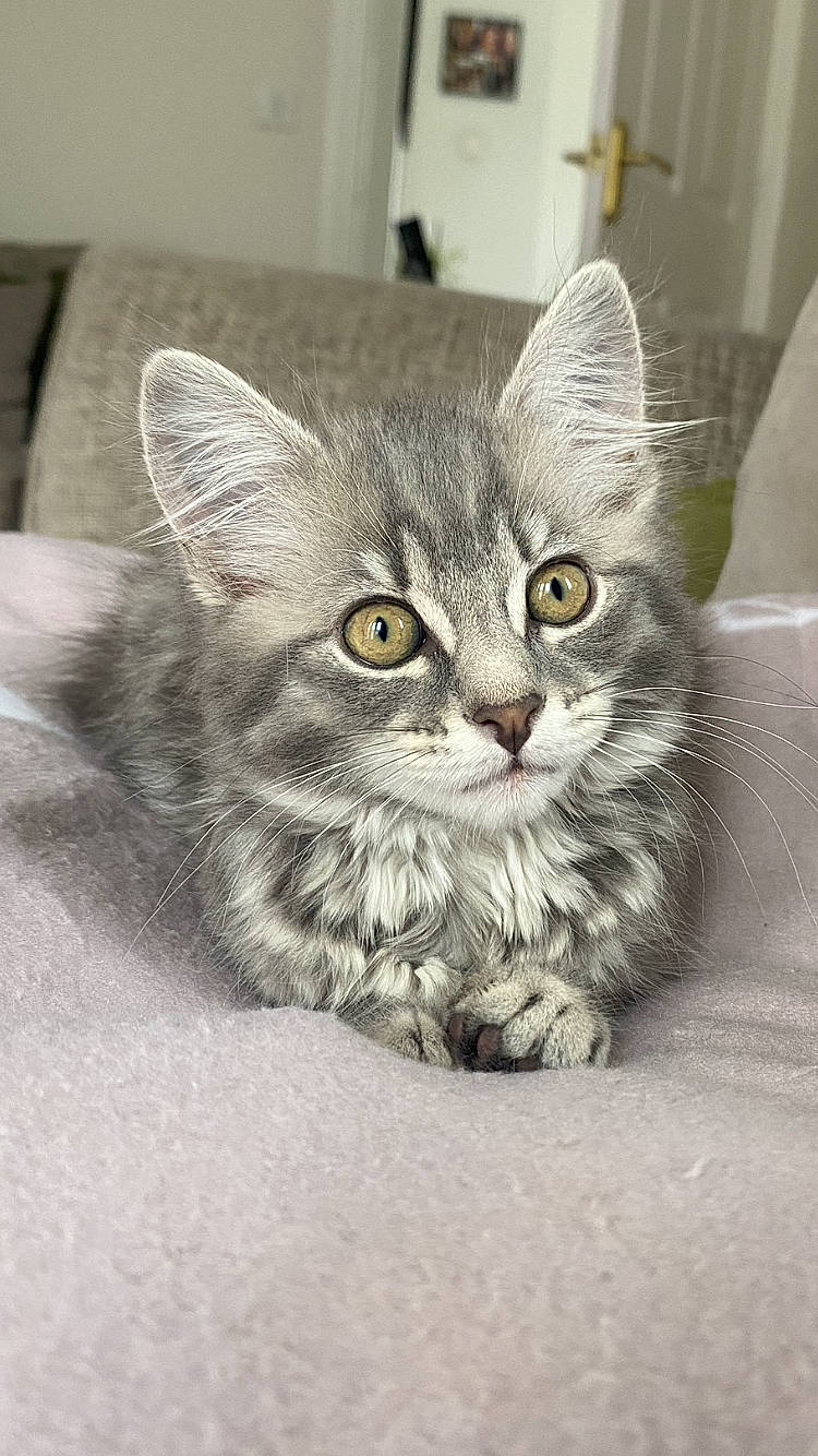 Bella joined the competition — help win amazing prizes! carnivore, cat, domestic_short_haired_cat, felidae, fur, grey, paw, small_to_medium_sized_cats, snout, whiskers, window