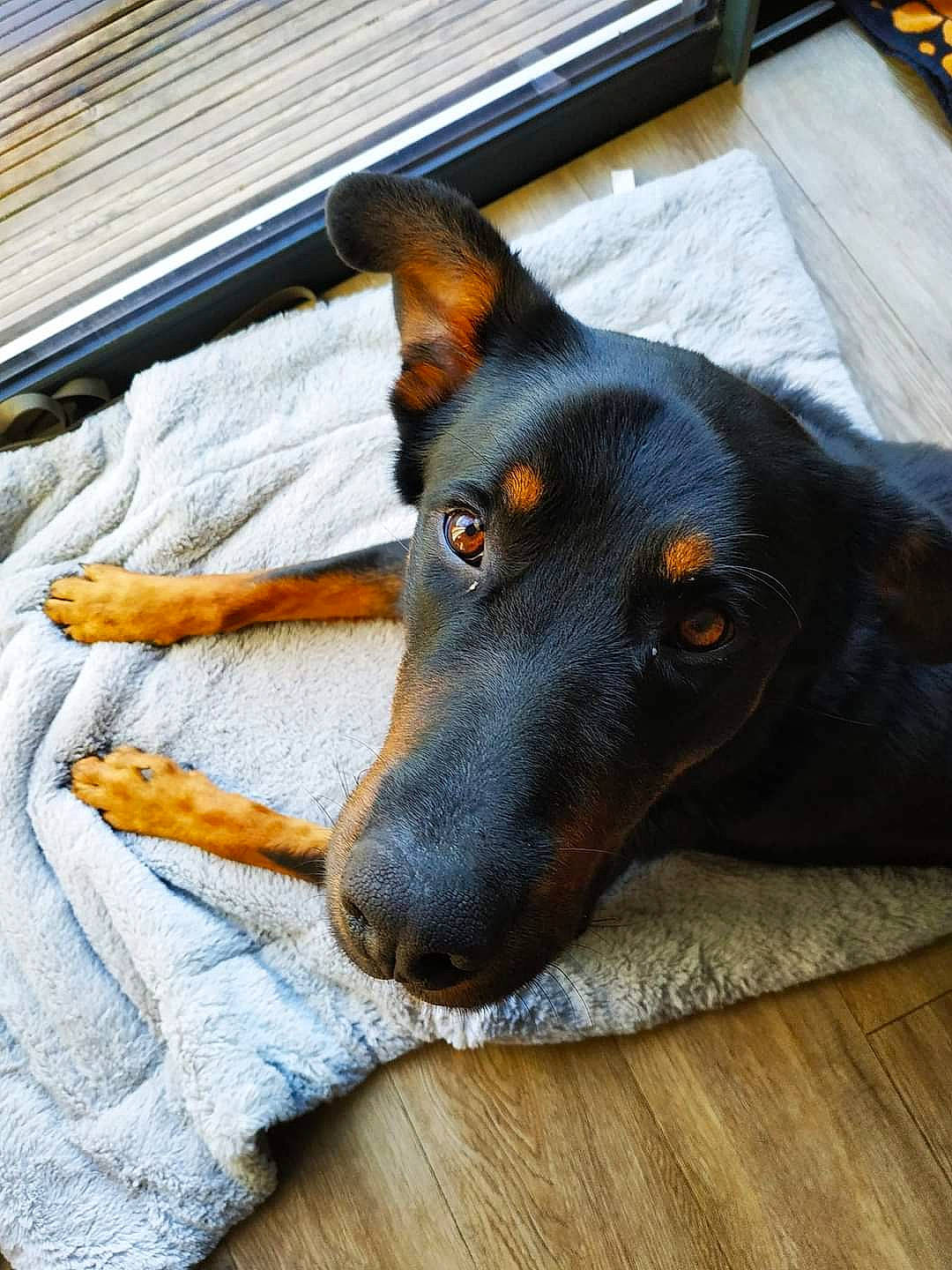 Nano participe au concours pour gagner de l'argent avec cette photo : beauceron, canidae, carnivore, dobermann, dog, dog_breed, ear, english_toy_terrier, german_pinscher, guard_dog, mammal, manchester_terrier, pinscher, toy_manchester_terrier, vertebrate, working_dog