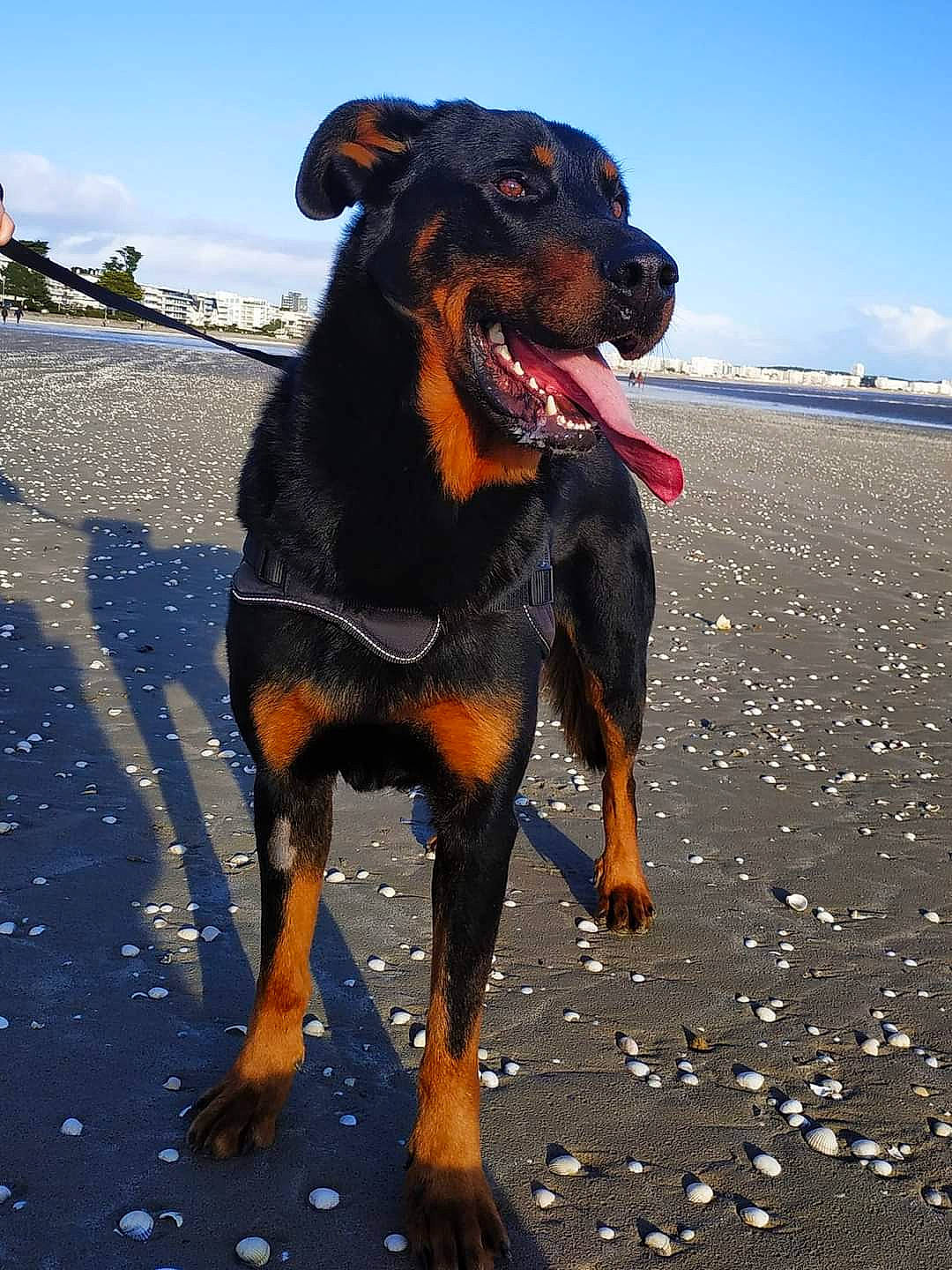 Nano participe au concours pour gagner de l'argent avec cette photo : beauceron, canidae, carnivore, dog, dog_breed, german_pinscher, guard_dog, huntaway, hunting_dog, mammal, rottweiler, sky, sporting_group, vertebrate, working_dog