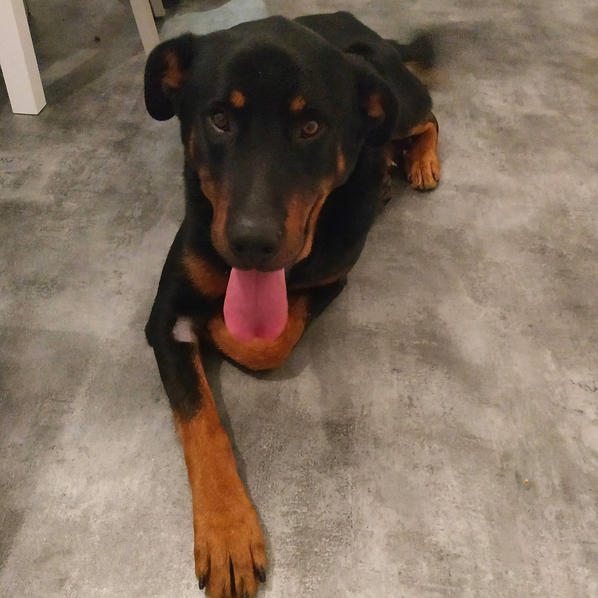 Nano a rejoint le concours — aidez-le/la à gagner de superbes lots ! austrian_black_and_tan_hound, beauceron, canidae, carnivore, dobermann, dog, dog_breed, fawn, german_pinscher, guard_dog, hellenikos_ichnilatis, huntaway, hunting_dog, lithuanian_hound, mammal, pinscher, snout, sporting_group, tyrolean_hound, working_dog