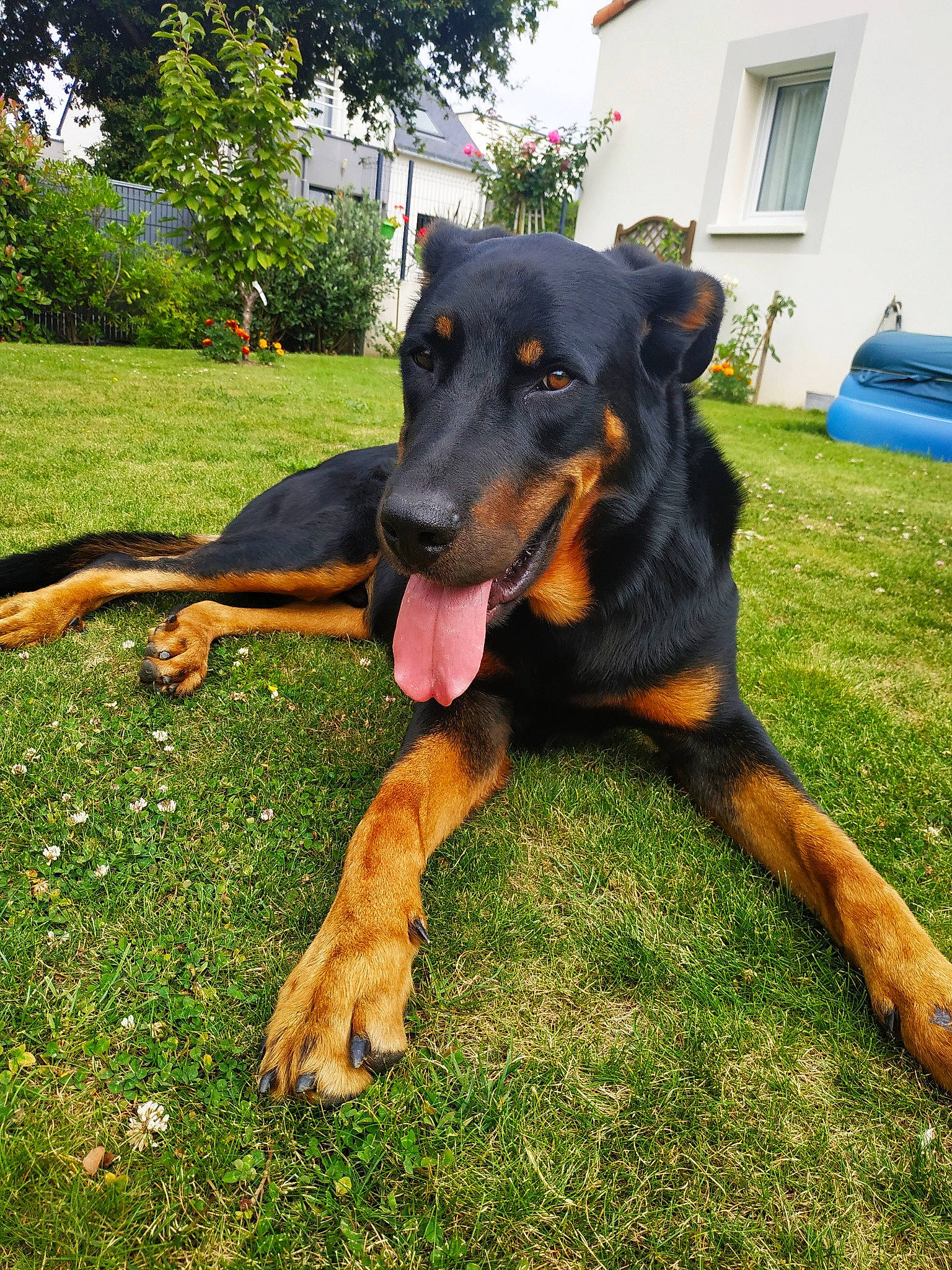 Nano a rejoint le concours — aidez-le/la à gagner de superbes lots ! beauceron, canidae, carnivore, dog, dog_breed, guard_dog, huntaway, hunting_dog, mammal, pinscher, plant, rare_breed_dog, snout, sporting_group, vertebrate