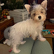 Yara is registered to the contest to win money with this photo: dog, puppy, small_dog, fluffy, white_fur, black_spots, ears_up, head_tilt, indoor, living_room, toys, carpet, plants, furniture, knees, person, cozy, pet, cute, curious