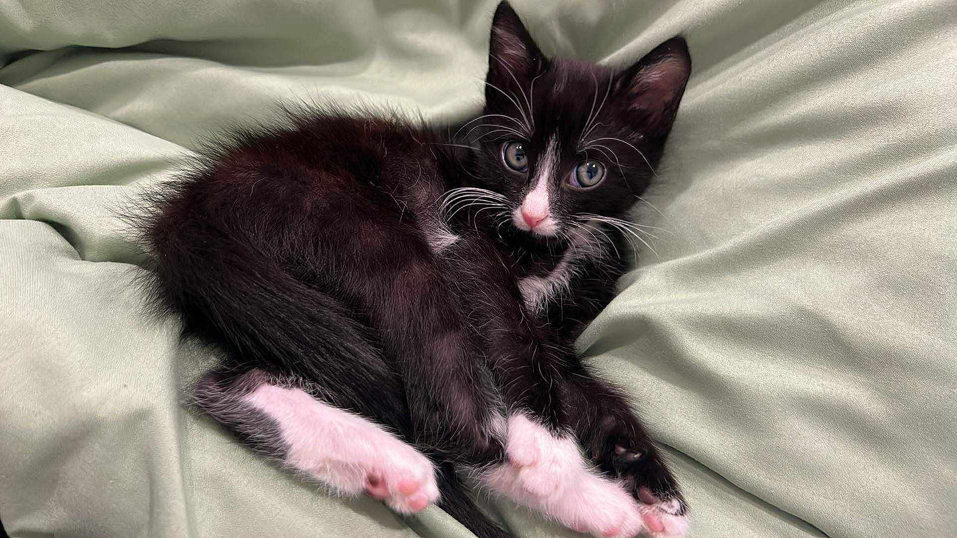 Vador participe au concours pour gagner de l'argent avec cette photo : kitten, cat, black_and_white, tuxedo_cat, pet, animal, feline, whiskers, pink_paws, soft_fabric, bed, resting, cute, young, domestic_cat, fur, eyes, indoor, relaxed, close_up