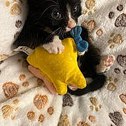 Vador participe au concours pour gagner de l'argent avec cette photo : kitten, cat, black_and_white, toy, yellow, blue, star_shaped, blanket, paw_prints, soft_texture, cute, pet, animal, indoor, close_up, whiskers, paw, nose, fur, sleepy
