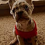 Zeus joined the competition — help win amazing prizes! puppy, dog, french_bulldog, merle_coat, red_sweater, carpet, indoor, pet, cute, small_dog, sitting, looking_up, furry, ears_up, animal, companion, domestic, young_dog, adorable, cozy
