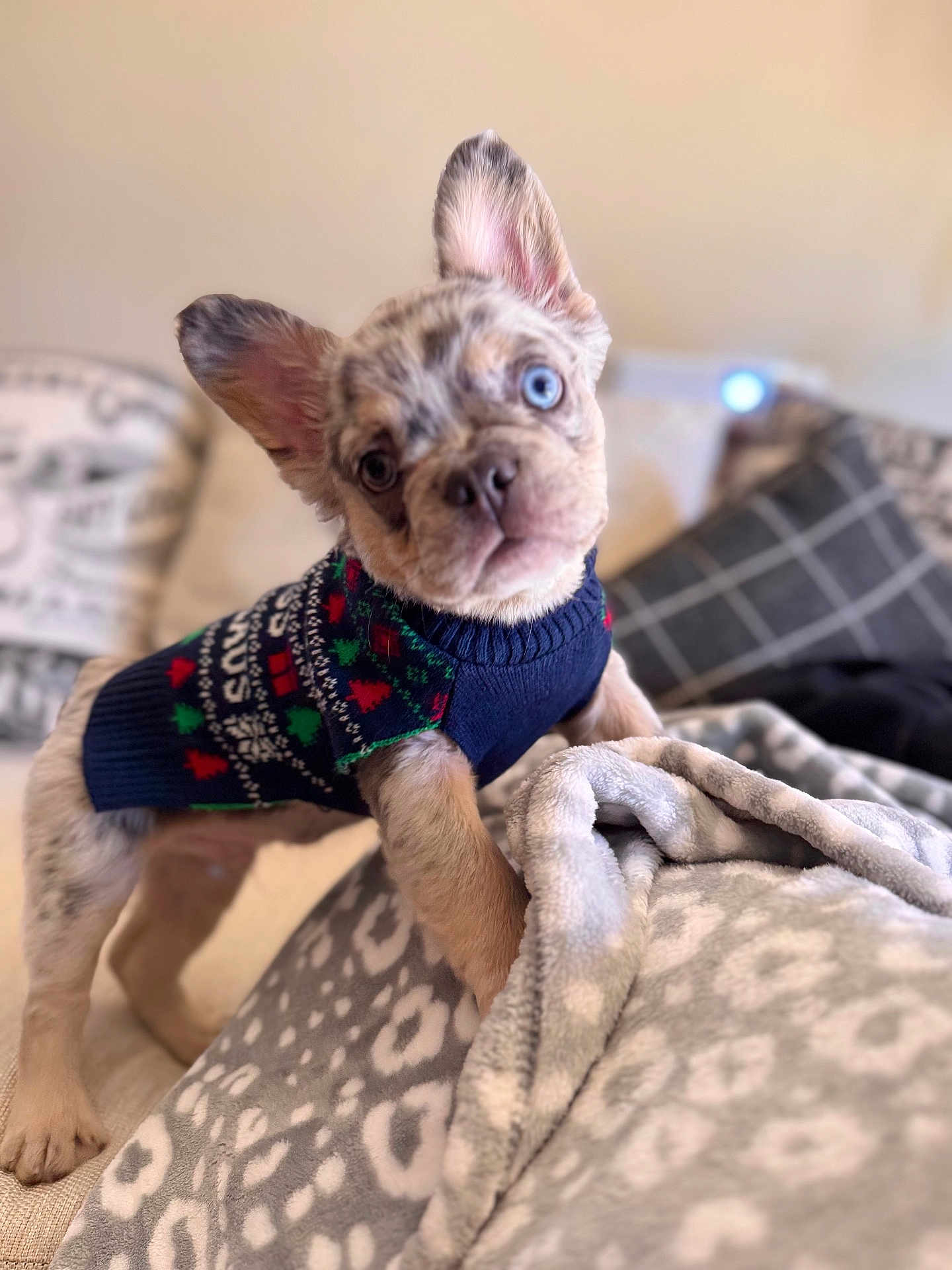 Zeus is registered to the contest to win money with this photo: puppy, dog, blue_eye, brown_eye, sweater, cozy, blanket, indoor, cute, curious, pet, animal, fur, ears, nose, paw, portrait, soft_focus, holiday, warm