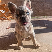 Zeus is registered to the contest to win money with this photo: puppy, dog, mesh_screen, outdoor, sunlight, patio, curious, blue_eye, brown_eye, tongue_out, shadow, brick_wall, wooden_chair, pet, animal, young_dog, canine, front_paws, close_up, daylight