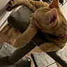 cat, ginger_cat, orange_fur, pet, animal, feline, whiskers, ears, paws, red_collar, indoor, home, relaxing, lounging, stretching, upside_down, gray_furniture, wooden_floor, cozy, close_up