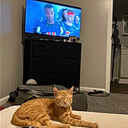 Garfield is registered to the contest to win money with this photo: cat, orange_tabby, sleepy, lying_down, bed, bedroom, television, dresser, indoor, home, furniture, blanket, carpet, doorway, relaxed, pet, striped_fur, whiskers, cozy, photograph
