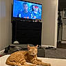 cat, orange_tabby, sleepy, lying_down, bed, bedroom, television, dresser, indoor, home, furniture, blanket, carpet, doorway, relaxed, pet, striped_fur, whiskers, cozy, photograph