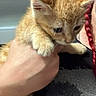 Garfield is registered to the contest to win money with this photo: kitten, cat, orange_tabby, feline, animal, pet, fur, whiskers, ears, paws, face, eyes, closeup, portrait, being_held, hand, braid, red_hair, indoor, cute